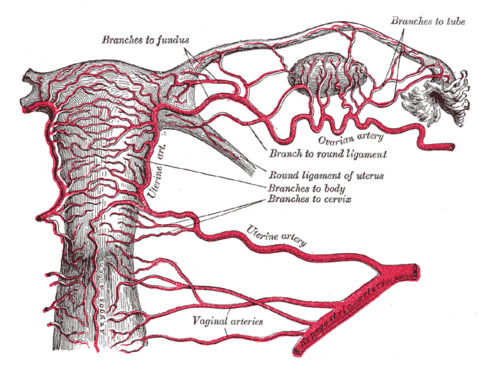 The blood supply of the uterus